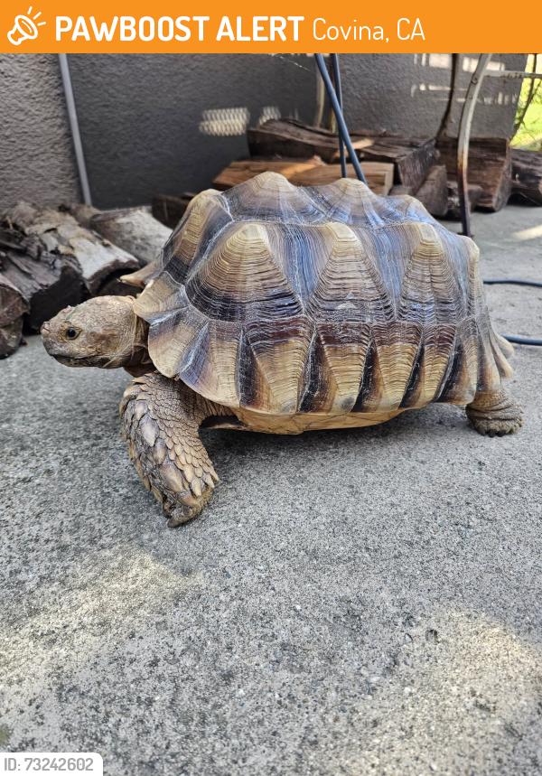 Found/Stray Unknown Reptile last seen Bridger Street, Covina, CA 91722