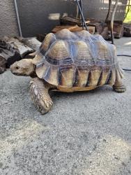 Found/Stray Unknown Reptile last seen Bridger Street, Covina, CA 91722