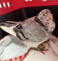 Shelter Stray Unknown Bird last seen Near Morrison Street, San Diego, CA, 92102, 5500 Gaines St, San Diego, CA 92110, USA