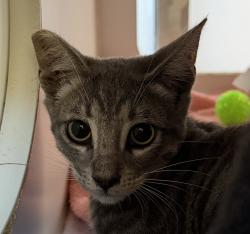 Shelter Stray Male Cat last seen Lake Murray Boulevard, La Mesa, CA, 91942, 5500 Gaines St, San Diego, CA 92110, USA