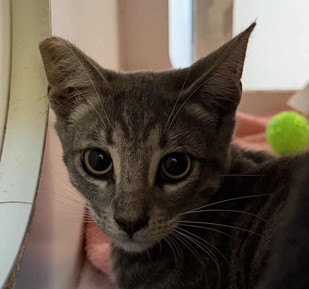 Shelter Stray Male Cat last seen Lake Murray Boulevard, La Mesa, CA, 91942, 5500 Gaines St, San Diego, CA 92110, USA