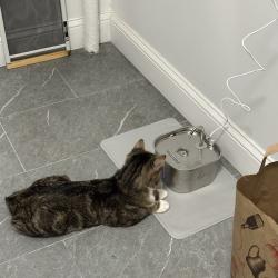 Shelter Stray Male Cat last seen Near Broadway, BRONX, NY, 10463, 326 E 110th St, New York, NY 10029, USA