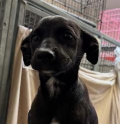 Shelter Stray Female Dog last seen Near L Street, San Diego, CA, 92102, 5500 Gaines St, San Diego, CA 92110, USA
