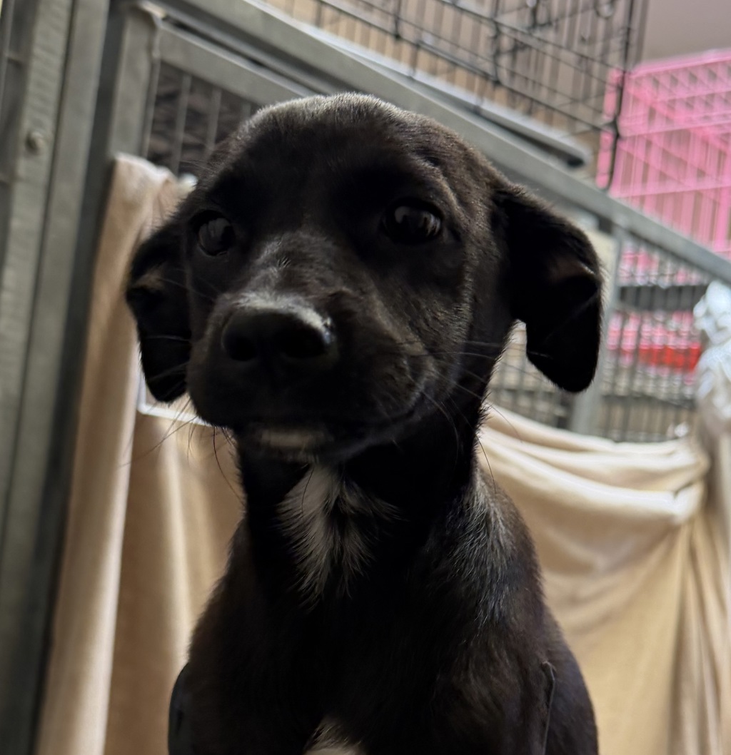 Shelter Stray Female Dog last seen Near L Street, San Diego, CA, 92102, 5500 Gaines St, San Diego, CA 92110, USA