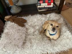 Shelter Stray Male Dog last seen Market Street, San Diego, CA, 92102, 5500 Gaines St, San Diego, CA 92110, USA