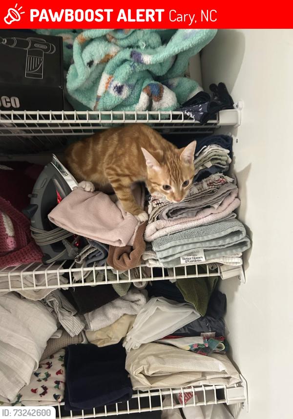 Lost Male Cat last seen Near Black Angus Run, Cary, NC 27513