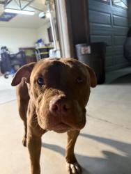 Found/Stray Male Dog last seen La mesa rd, Phelan, CA 92371