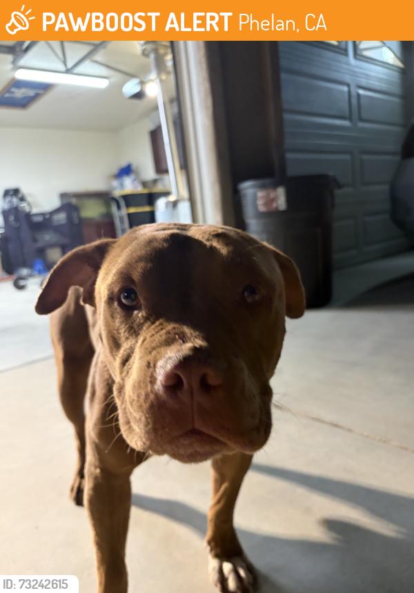 Found/Stray Male Dog last seen La mesa rd, Phelan, CA 92371