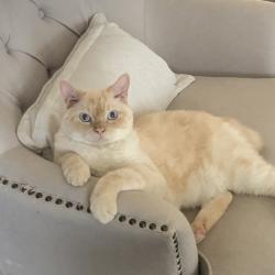 Reunited Male Cat last seen Sunrise Drive and Wynn Joyce, Garland, TX 75043