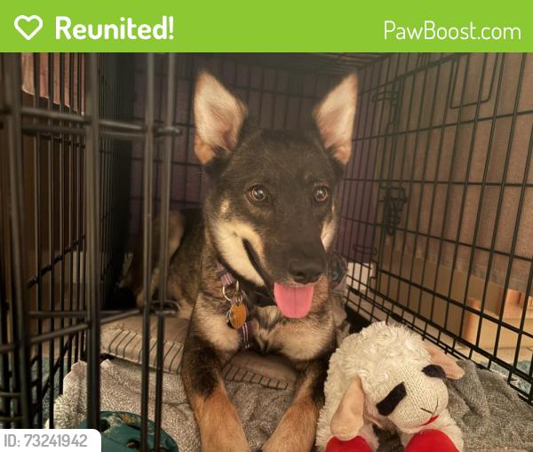 Reunited Female Dog last seen Riverside Acres Park, Orlando, FL 32810