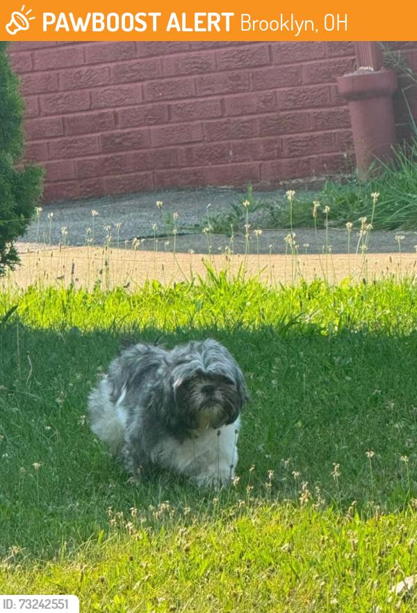 Found/Stray Female Dog last seen Memphis & woburn, Brooklyn, OH 44144