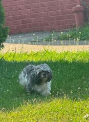 Found/Stray Female Dog last seen Memphis & woburn, Brooklyn, OH 44144