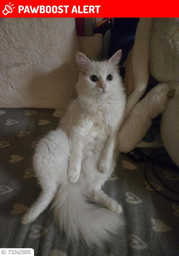 Lost Female Cat last seen PO15EB 92 Guildford Road, Fratton, England PO1 5EB