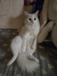 Lost Female Cat last seen PO15EB 92 Guildford Road, Fratton, England PO1 5EB