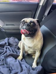 Reunited Male Dog last seen Hiking trail on S San Dimas Ave., Covina, CA 91724