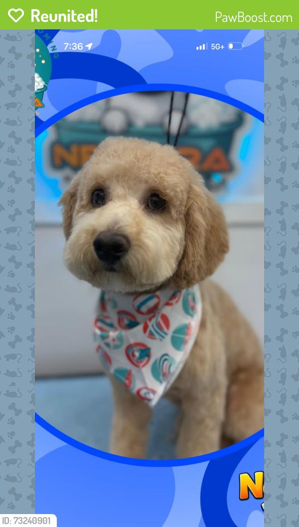 Reunited Male Dog last seen Dayton and Florida . Costco Wholesale, Denver, CO 80247