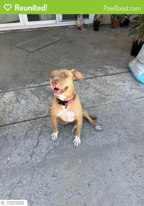 Reunited Female Dog last seen Near Sprouts, Highland, CA 92346