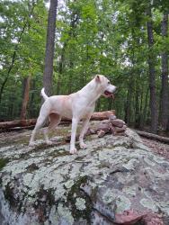 Reunited Female Dog last seen Copenhaffer, Bremer, Lewisberry rds, Dover, PA 17315