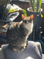 Lost Female Cat last seen Across the street from the Cossayuna Post office, Cossayuna, NY 12809
