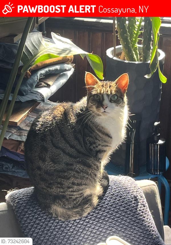 Lost Female Cat last seen Across the street from the Cossayuna Post office, Cossayuna, NY 12809
