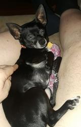 Reunited Male Dog last seen Wynnewood Drive, Freehold, NJ 07728