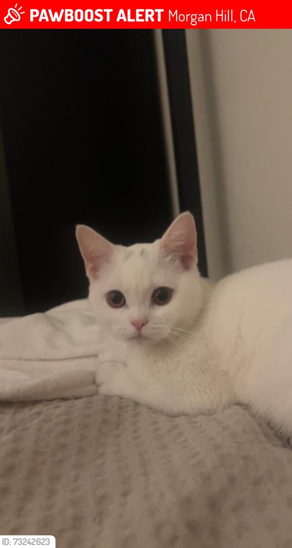 Lost Female Cat last seen Near E Main Ave, Morgan Hill, CA 95037