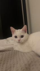 Lost Female Cat last seen Near E Main Ave, Morgan Hill, CA 95037