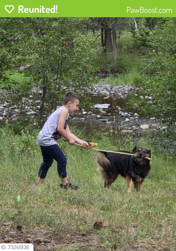 Reunited Female Dog last seen Westview, Missoula, MT 59808