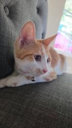 Reunited Male Cat last seen Sierra / wheeler ct, Fontana, CA 92336