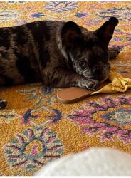 Reunited Male Dog last seen Harless, Odessa, TX 79761