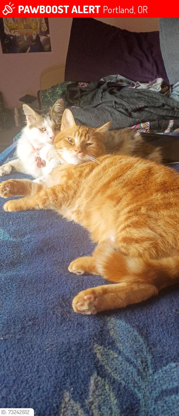 Lost Male Cat last seen 127th Burnside, Portland, OR 97233