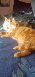 Lost Male Cat last seen 127th Burnside, Portland, OR 97233