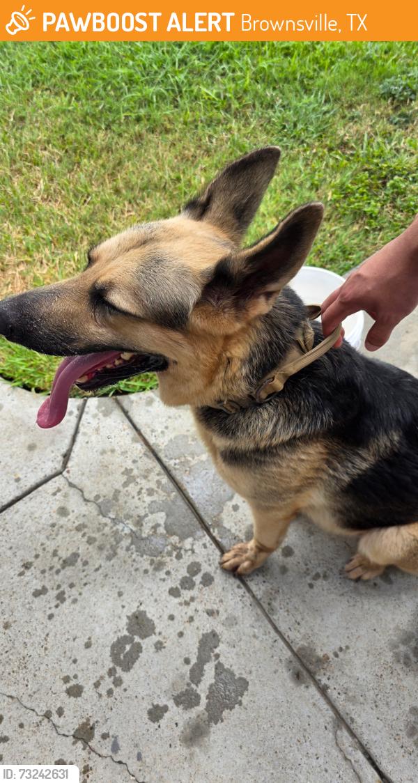 Found/Stray Female Dog last seen Cairo close to Pullam Elementary, Brownsville, TX 78520