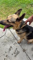 Found/Stray Female Dog last seen Cairo close to Pullam Elementary, Brownsville, TX 78520