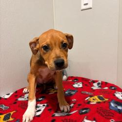 Shelter Stray Female Dog last seen , 3607 N Armenia Ave, Tampa, FL 33607, USA