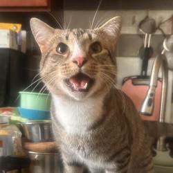 Shelter Stray Male Cat last seen , Animal Care & Control Team of Philly, 111 W Hunting Park Ave, Philadelphia, PA 19140, USA