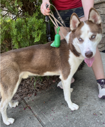 Found/Stray Unknown Dog last seen Auburn Village, Durham, NC 27713