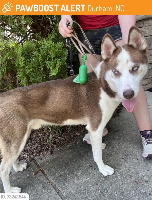 Found/Stray Unknown Dog last seen Auburn Village, Durham, NC 27713