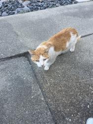 Found/Stray Male Cat last seen Minert and Oak Grove, Concord, CA 94518