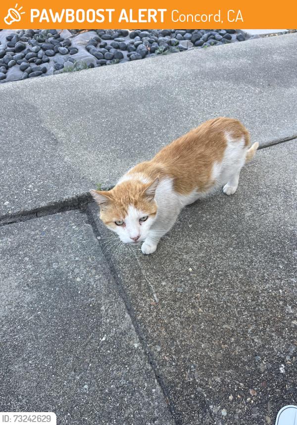 Found/Stray Male Cat last seen Minert and Oak Grove, Concord, CA 94518