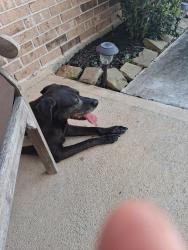 Reunited Unknown Dog last seen Rimside trail Houston tx, Houston, TX 77045