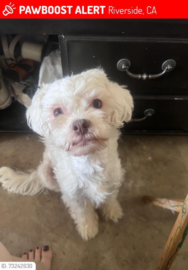 Lost Male Dog last seen Chicago, Alessandro, Riverside, CA 92506