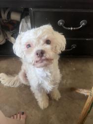 Lost Male Dog last seen Chicago, Alessandro, Riverside, CA 92506