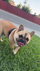 Reunited Male Dog last seen Hull way, Sacramento, CA 95823