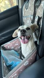 Reunited Male Dog last seen Hull way and lemon hill, Sacramento, CA 95823