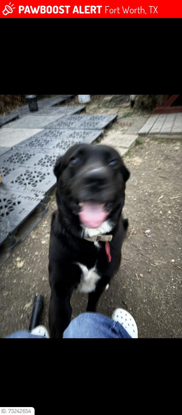 Lost Male Dog last seen East felix, Fort Worth, TX 76115