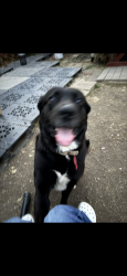 Lost Male Dog last seen East felix, Fort Worth, TX 76115