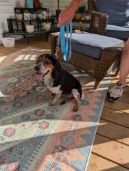 Reunited Female Dog last seen Ravens Row Rd./ Copperhead Ln. Benson, Benson, NC 27504