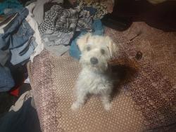 Lost Male Dog last seen 25th Ave and Cactus (Windrose), Phoenix, AZ 85029