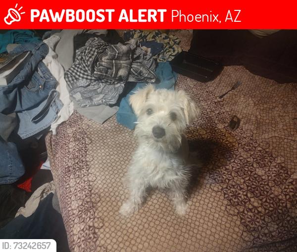 Lost Male Dog last seen 25th Ave and Cactus (Windrose), Phoenix, AZ 85029